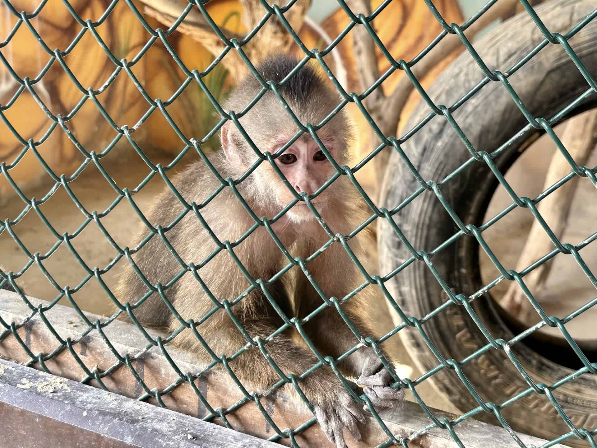 Monkey at Philip's Animal Garden in Noord, Aruba