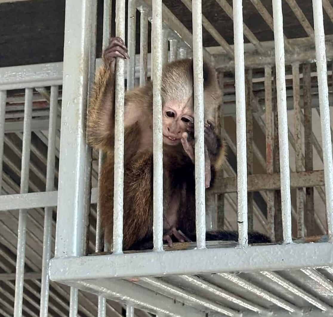 Monkey at Philip's Animal Garden in Noord, Aruba