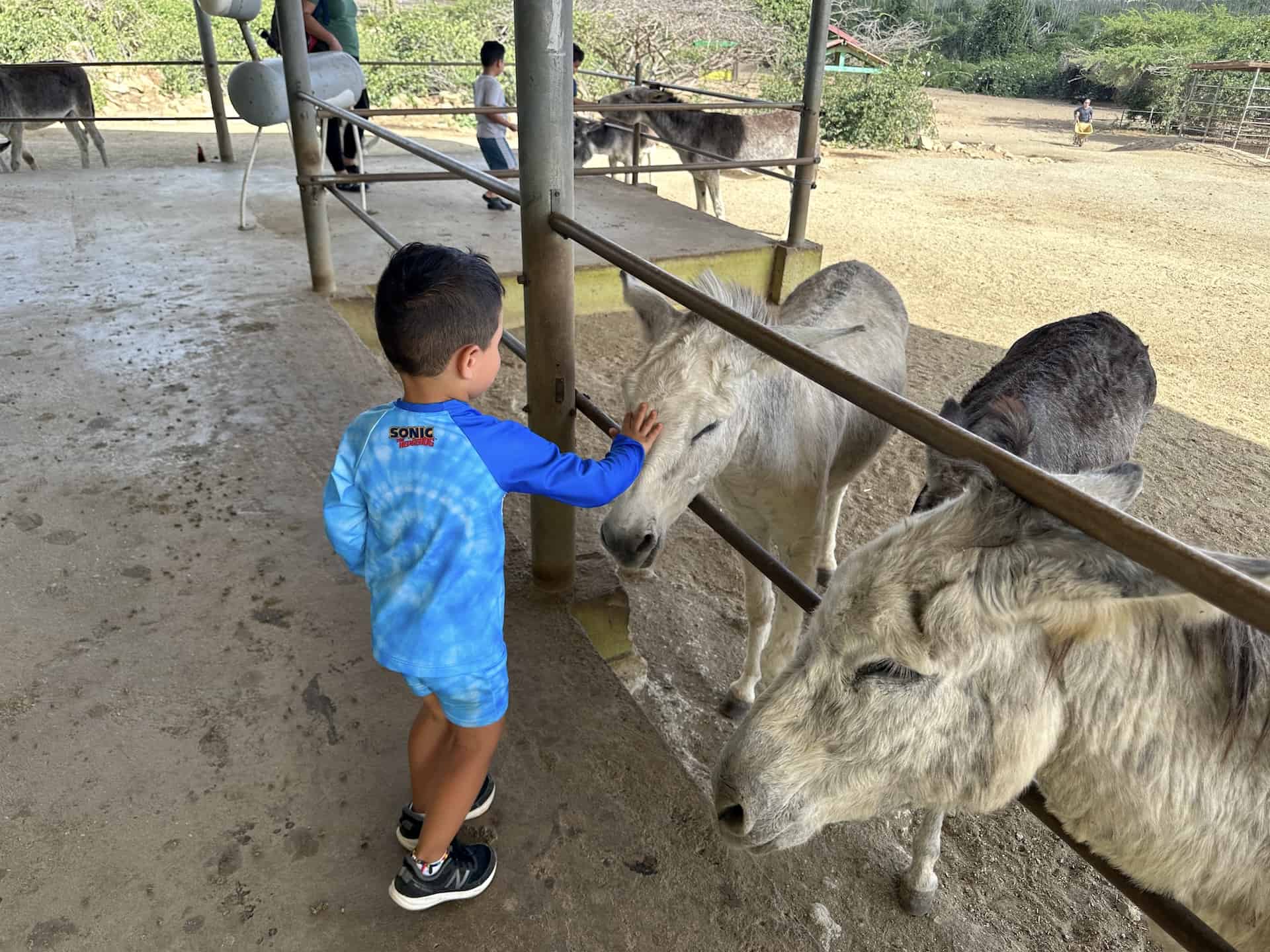 Petting the donkeys at the Aruba Donkey Sanctuary