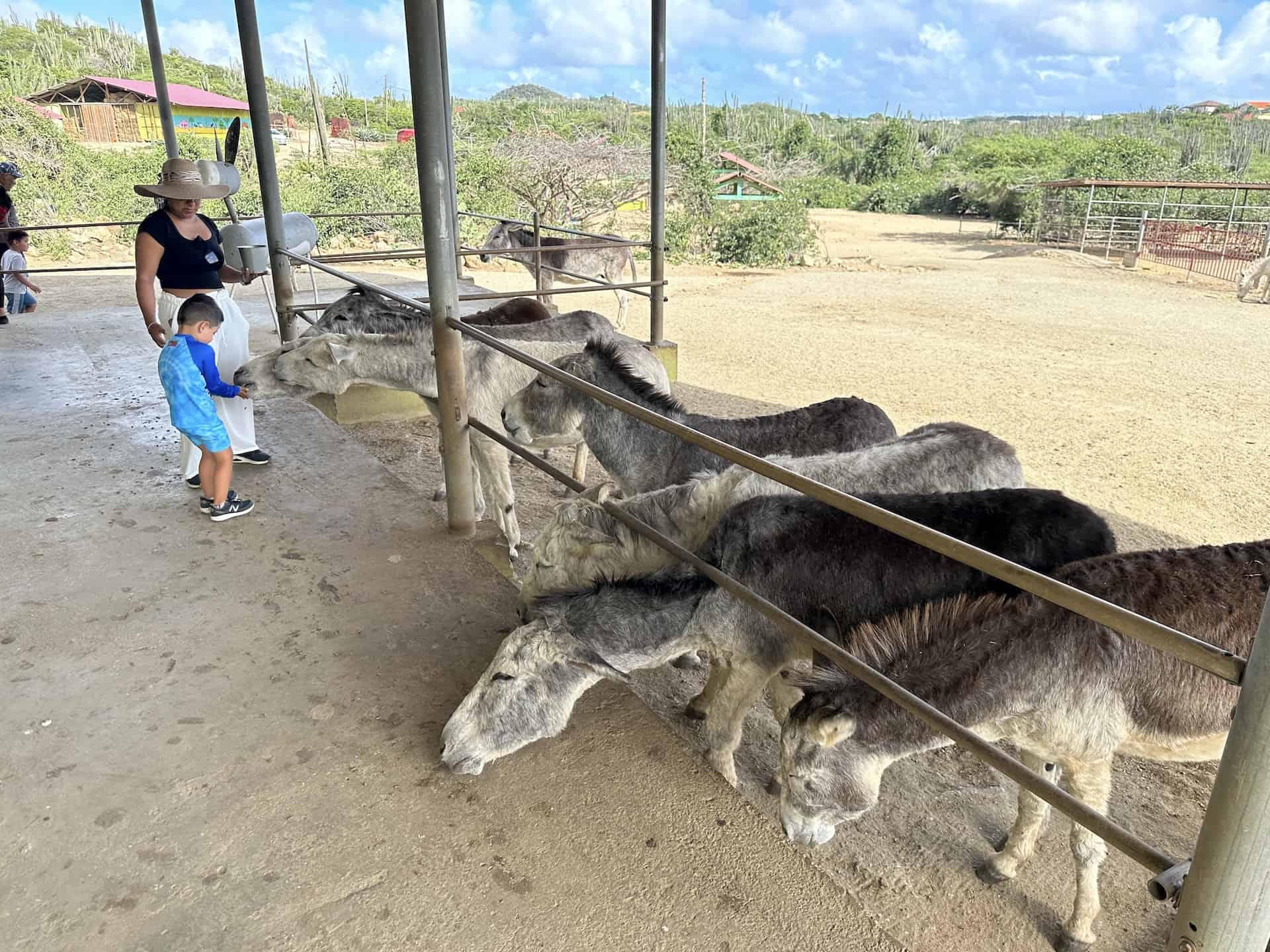 Porch at the Aruba Donkey Sanctuary in Santa Cruz, Aruba
