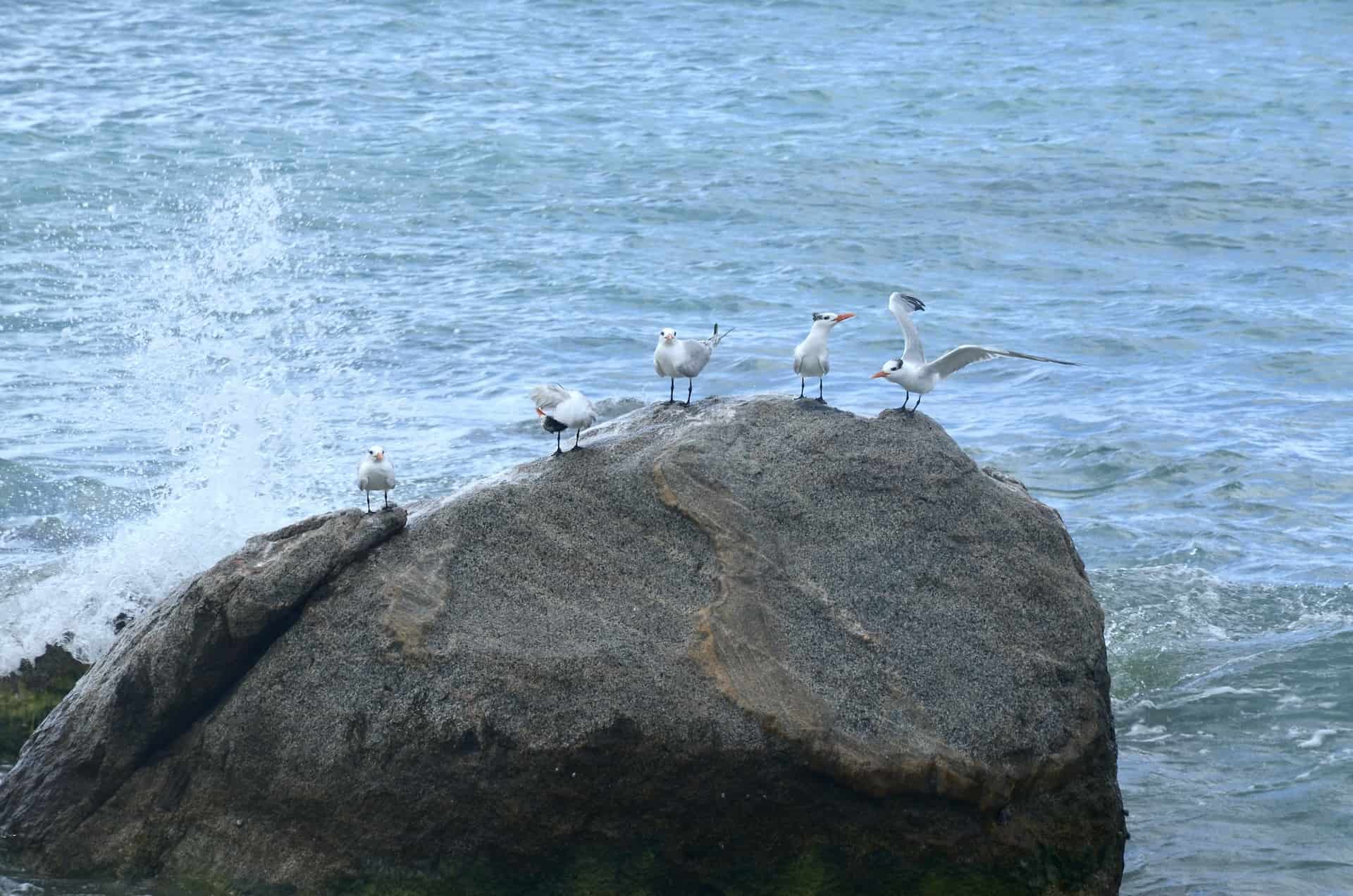 Seagulls resting on a rock at Conch Shell Beach