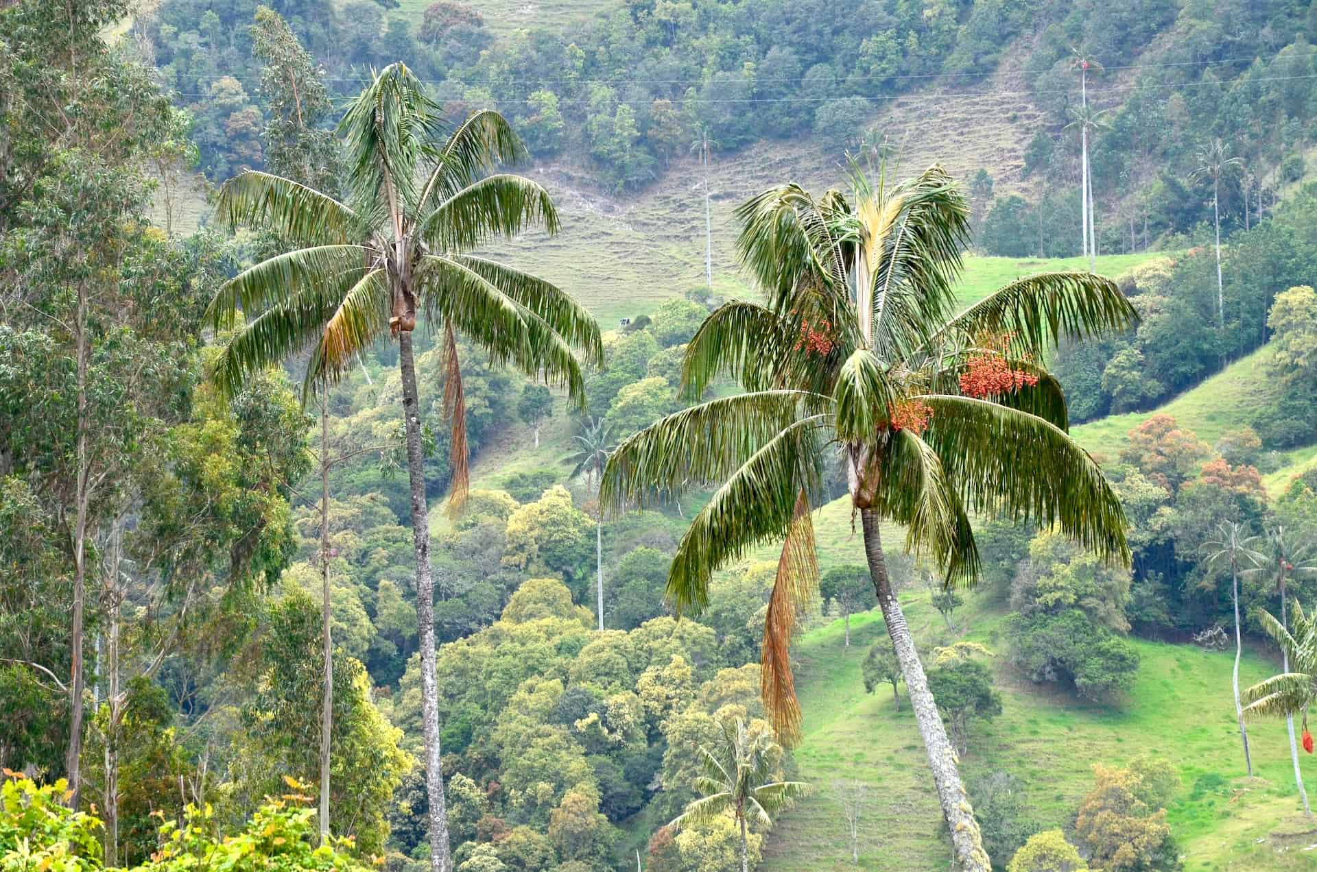Wax palms at the Samaria Valley in San Félix, Salamina, Caldas, Colombia