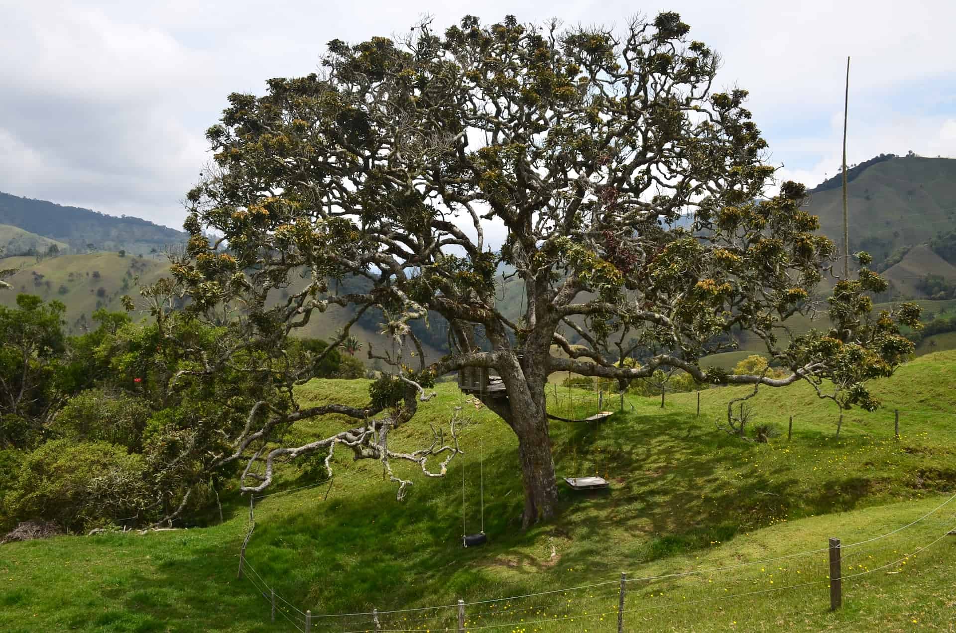 Tree of Life at Ecohotel Valle de la Samaria