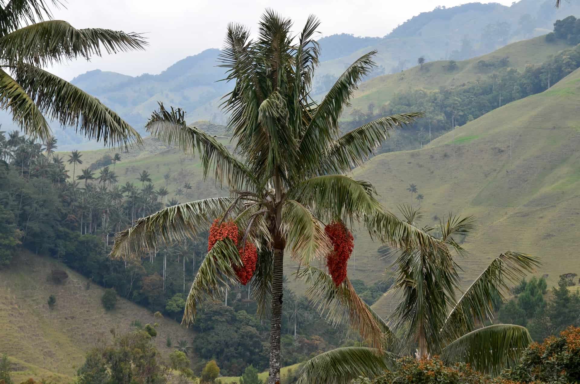 Wax palm at Ecohotel Valle de la Samaria at the Samaria Valley in San Félix, Salamina, Caldas, Colombia