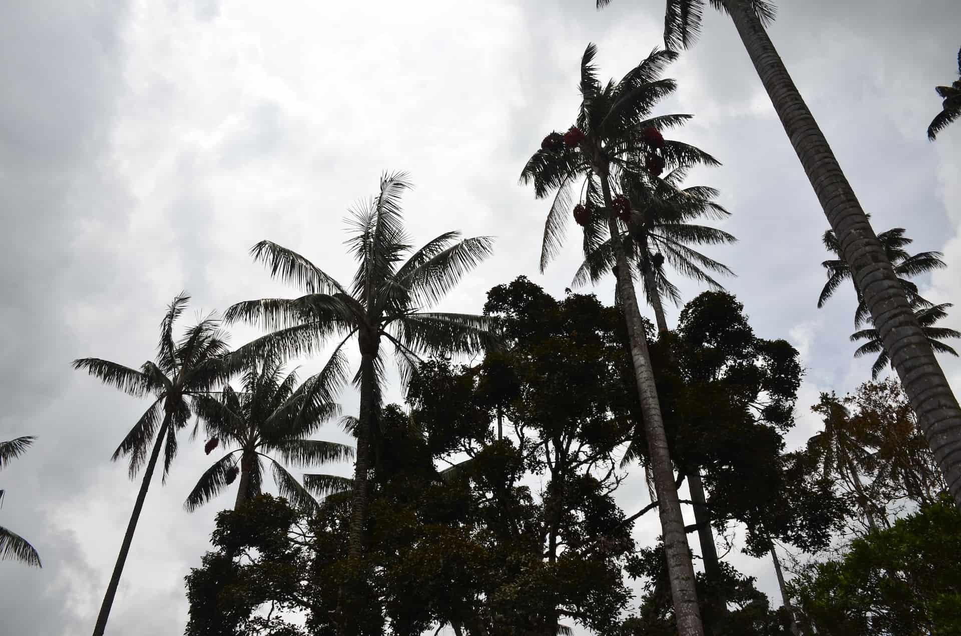 Looking up at the wax palms at Ecohotel Valle de la Samaria at the Samaria Valley in San Félix, Salamina, Caldas, Colombia