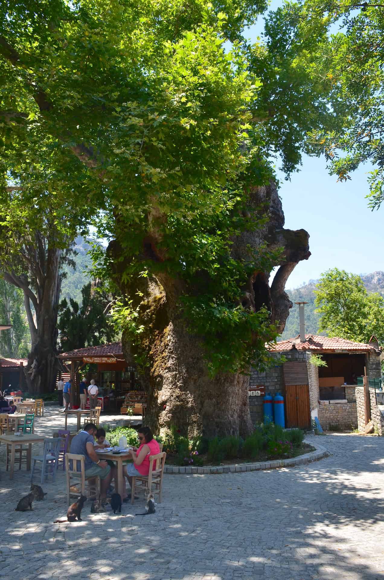 Plane tree in Bayır on the Bozburun Peninsula in Turkey