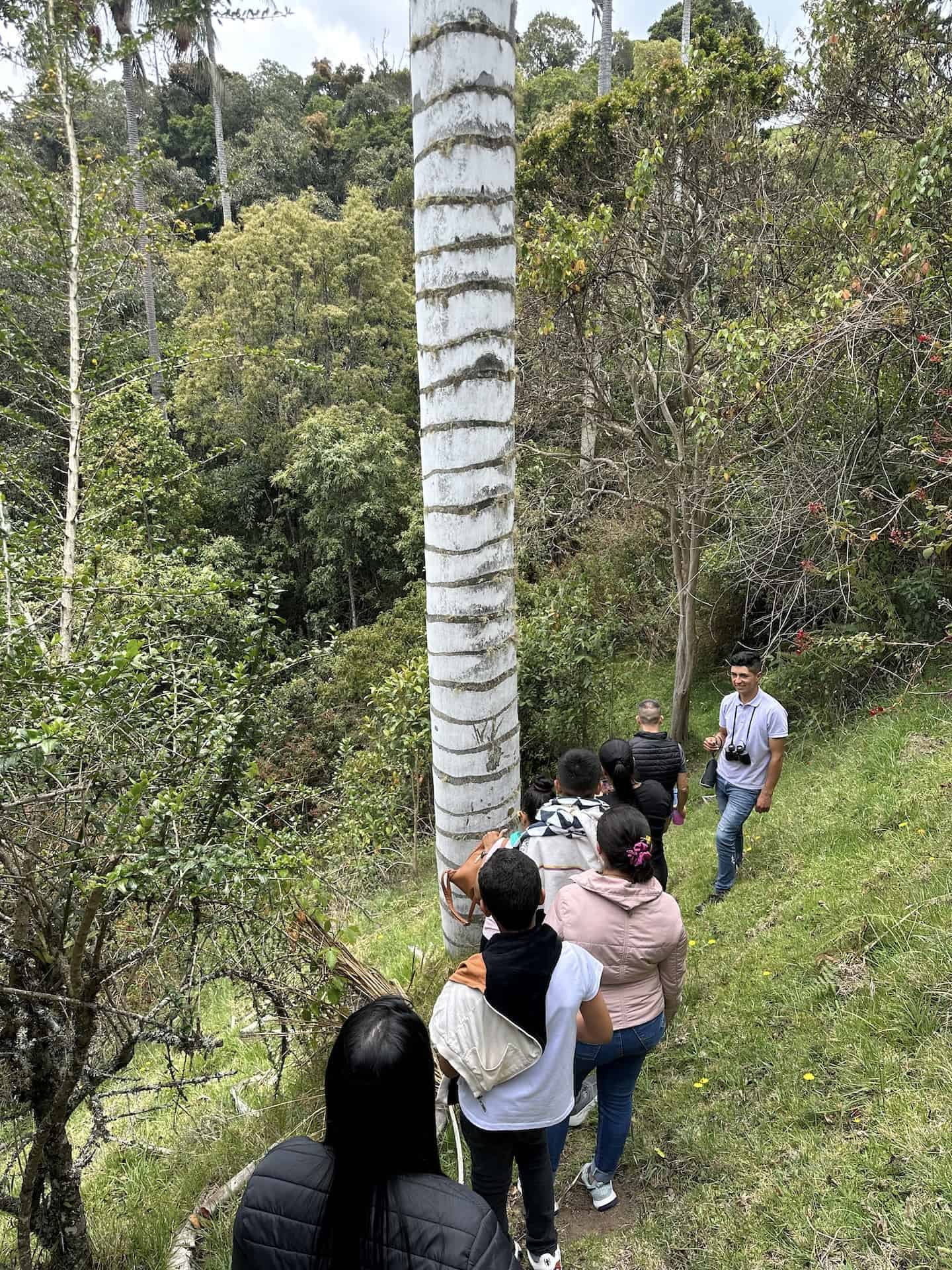 The guide explaining properties of the wax palms at Ecohotel Valle de la Samaria