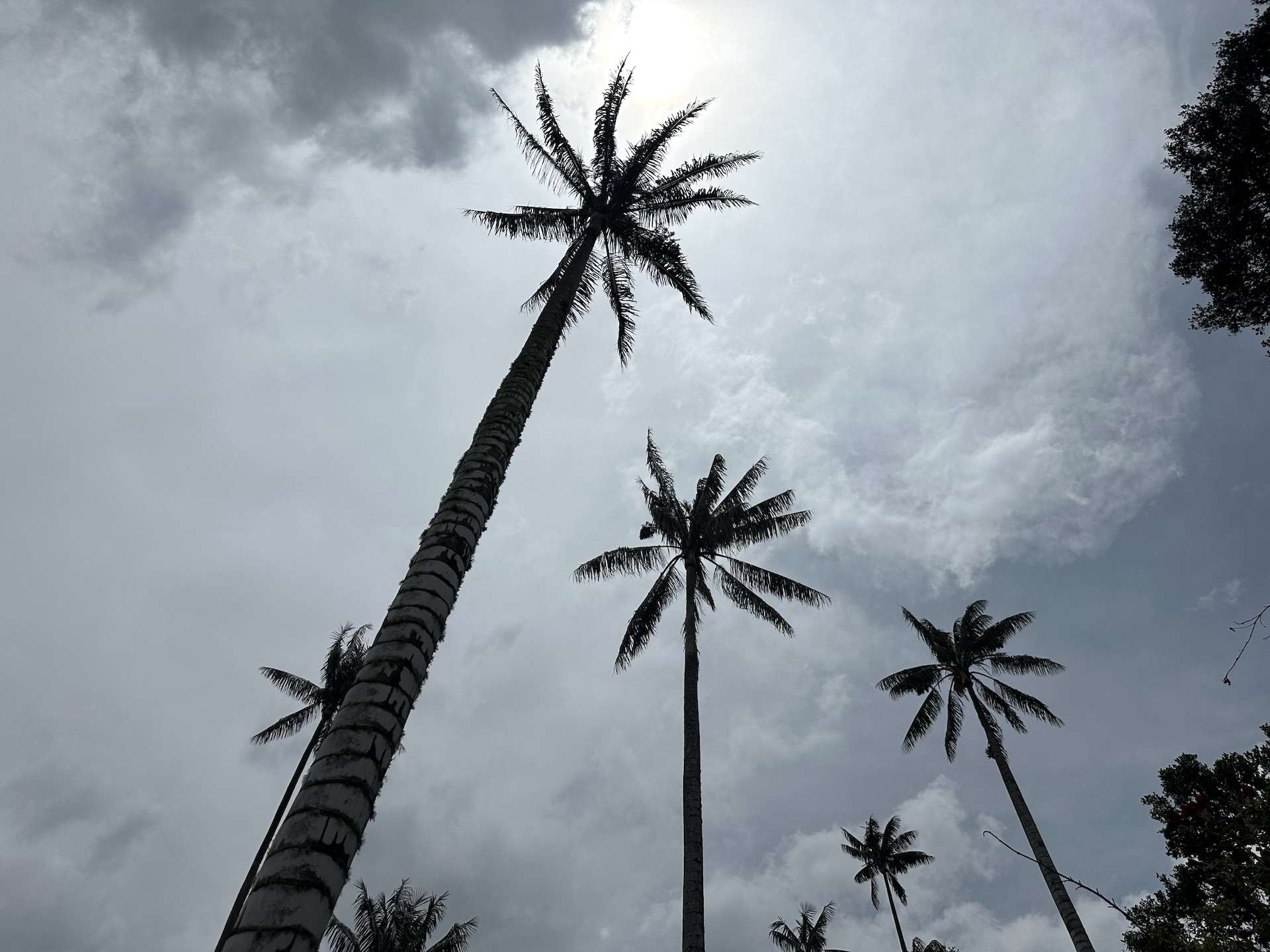 Wax palms at Ecohotel Valle de la Samaria at the Samaria Valley in San Félix, Salamina, Caldas, Colombia