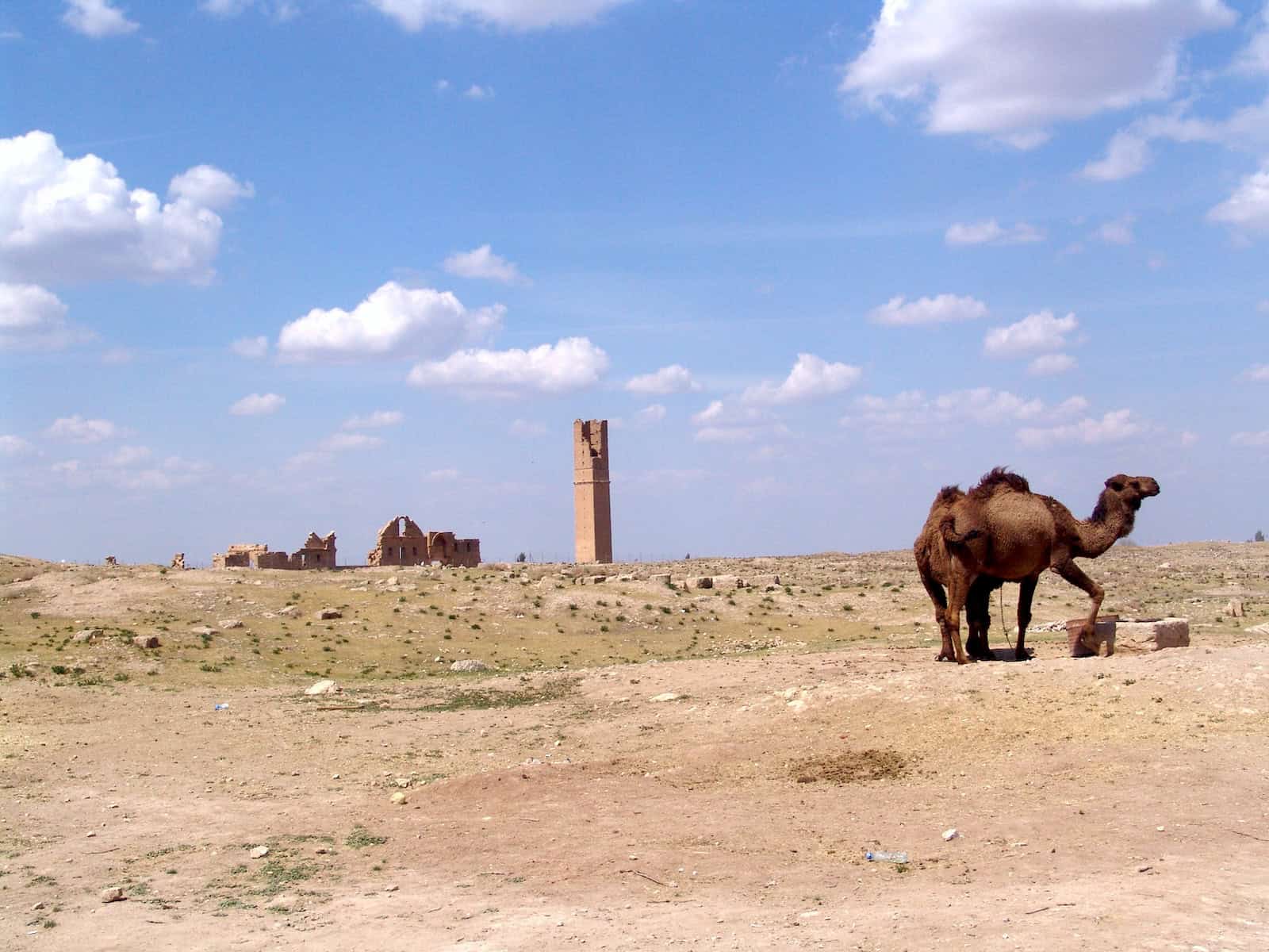 A camel near the ruins of the Grand Mosque of Harran, Turkey