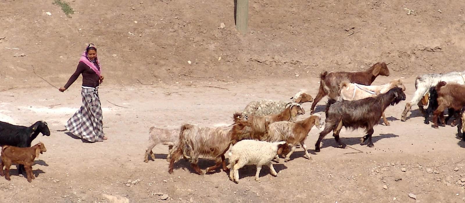 Goat herder